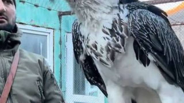 胡兀鹫生吞一根大羊蹄