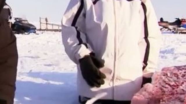 因纽特人捕鲸吃鲸 因纽特人