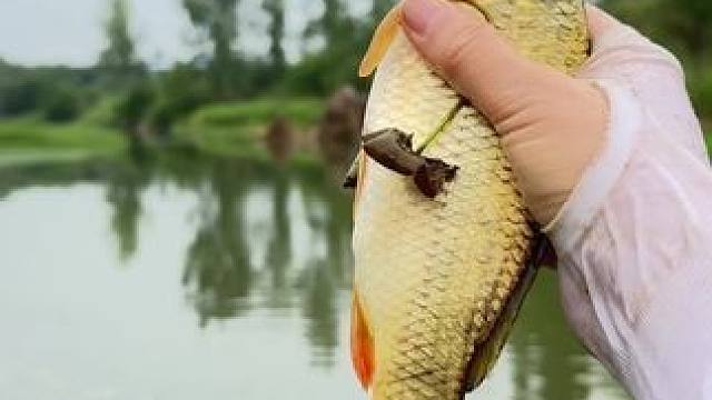 二大爷一句“逮住没有”下游多里很