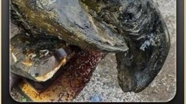 乍一看还以为是龙虾钳，仔细一看原来是个牛脚尖