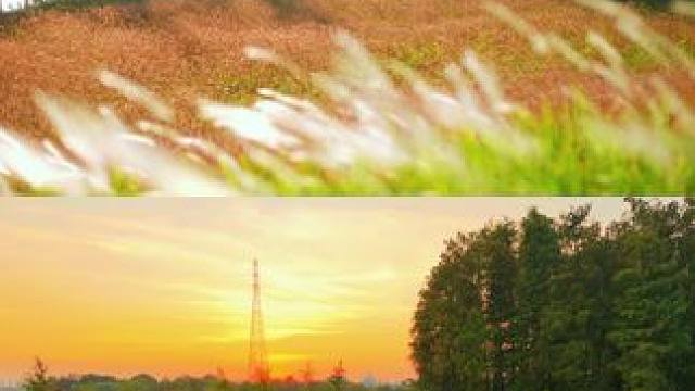 佛山顺德发现一个超靓神仙露营位️分享 超级出片，被这里的红色野草惊艳了 搭配日落晚霞，简直意境爆棚