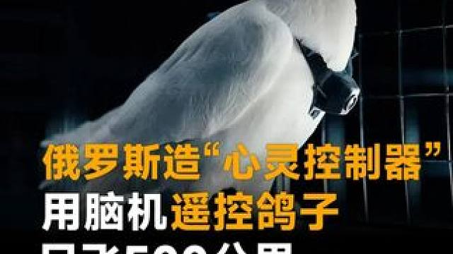 俄罗斯造“心灵控制器”，用脑机遥控鸽子，日飞500公里，吊打全球无人机！