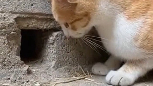 这真是一只会抓老鼠的好猫咪