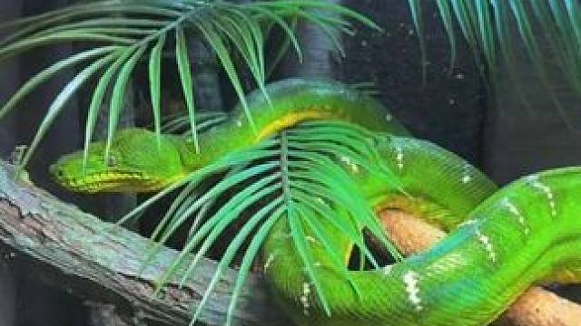 漂亮的宠物绿树蟒