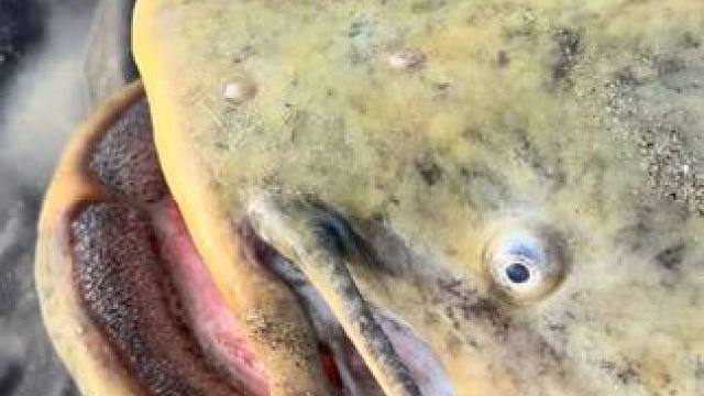 钓到了一条大鲶鱼