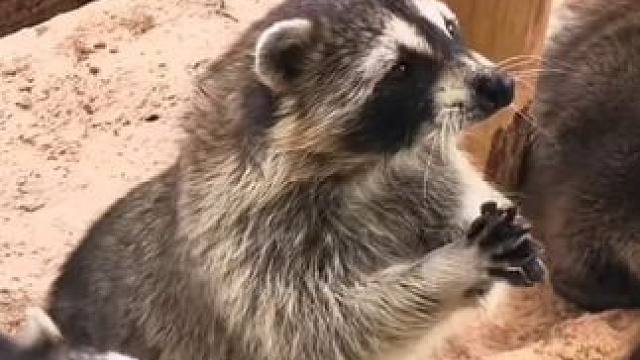 面对食物超有心机的小浣熊，一边求投喂一边伸手按住同伴。浣熊：听我的，你不饿