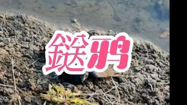 我准备给它培养成鎹鸦！大家看看可以不？