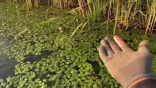 #户外捕鱼大队 #捕鱼河边随拍 #捕捞现场  #丝网捕鱼