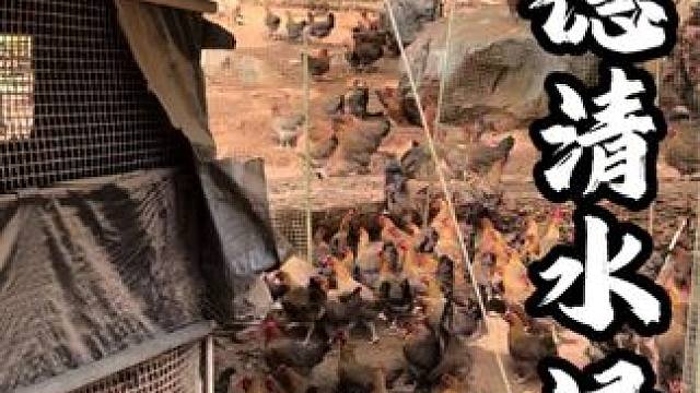 在清远英德九龙镇花138吃一只岩山鸡，还是清水煮的，味道很鲜