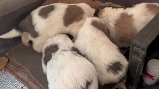 老四小米被一个大哥领养看院子去了