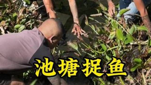 今天我们一起捉鱼