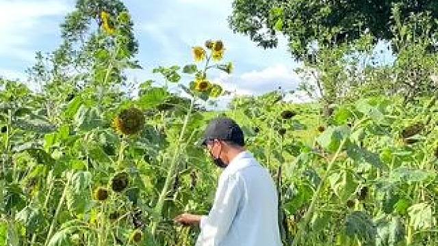 出游看到向日葵试试这样拍，一招教你拍出大片感。