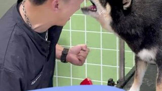 日常洗护 黑柴 我的忍耐也是有限度的 你在挑战我的极限 于是我扇了你 可能它没觉得痛 但是我手很痛