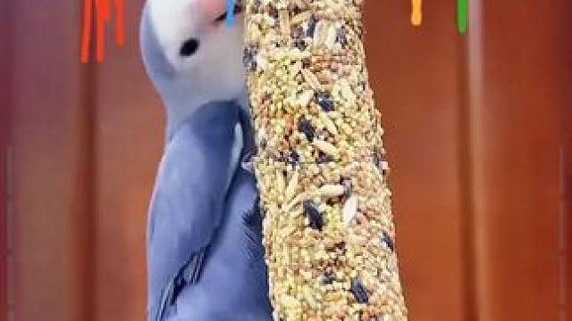就是这个小东西，让我家鹦鹉爱上了磨嘴，多种谷物和蜂蜜制成，鸟宝吃的放心，磨的开心