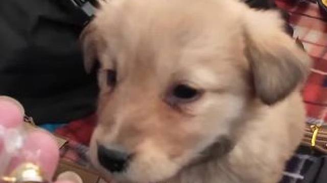 冬季骑行西藏阿里，三个人在革吉县城等快递，给小狗添加了东西