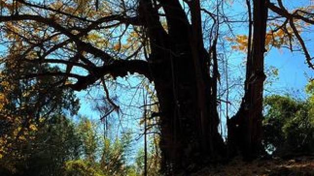 初冬的暖阳配上银杏树叶飘落，太美太浪漫了 初冬暖阳