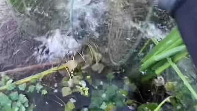 #户外捕鱼大队 #捕鱼河边随拍 #捕捞现场  #丝网捕鱼