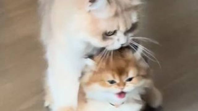 这只小猫走路好拉风，还有喵声伴奏