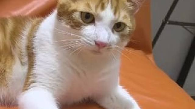 小猫：你是我主人那我就宠你吧