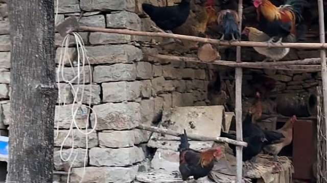 以为公鸡要上树，原来另有目的[捂脸]