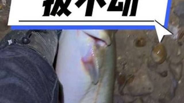 什么样的鱼能让大个子拔不动，大口鲶。