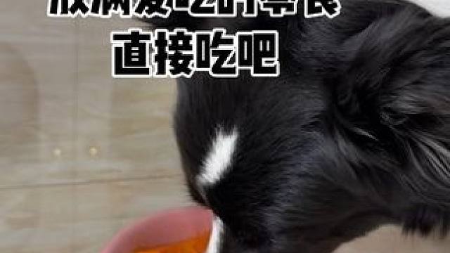 沉浸式小狗吃零食