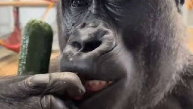 银背大猩猩吃黄瓜