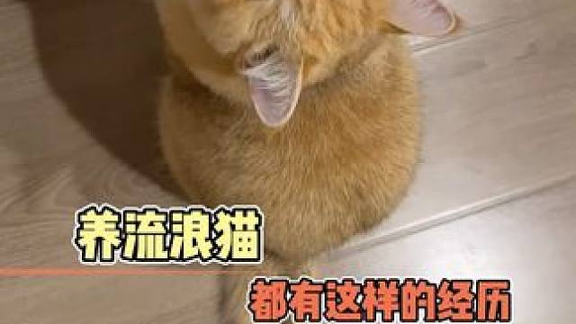 小猫睡不好 因为小猫没有家
