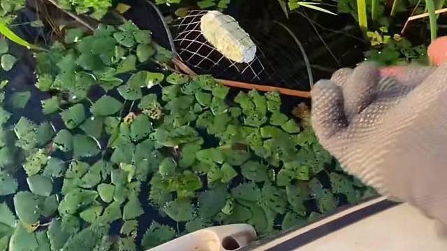 #户外捕鱼大队 #捕鱼河边随拍 #捕捞现场  #丝网捕鱼