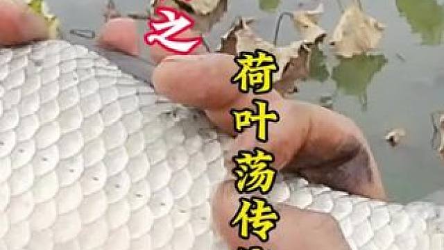 终于有机会钓去年心心念念没钓成的钓位，怎么能不下竿呢！