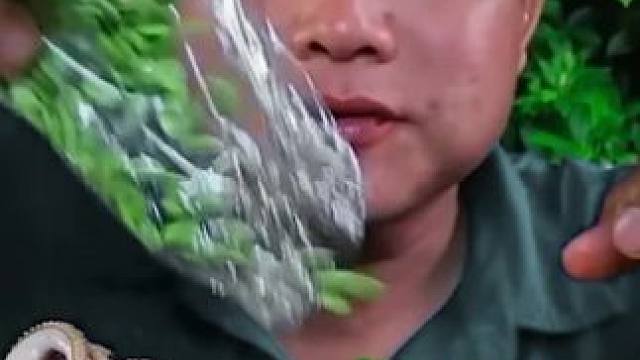 小臭豆子鲜辣墨鱼拌米粉生腌小蟹 泰国美食