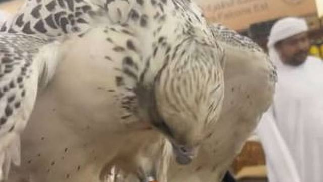 迪拜土豪的宠物海东青吃大餐