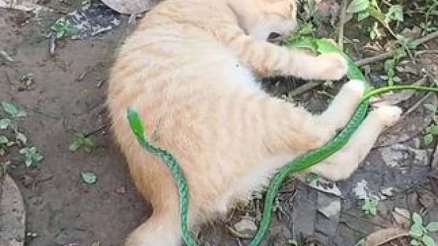 猫咪喜欢玩绳子