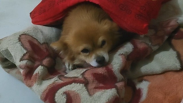 在幸福的家庭里，狗狗也露出了洋溢的笑容