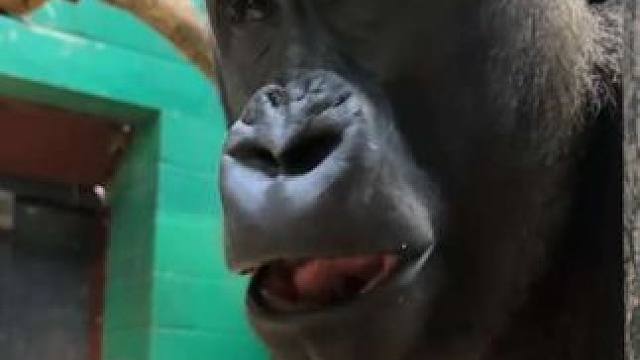 银背大猩猩吃蔬菜