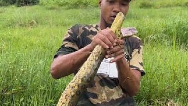 小伙徒手捕捉森蚺