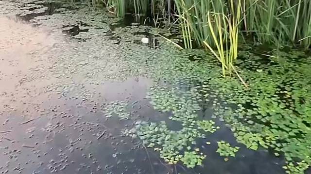 #户外捕鱼大队 #捕鱼河边随拍 #捕捞现场  #丝网捕鱼