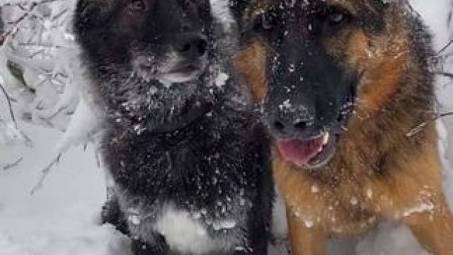 美女带宠物狼和宠物狗户外玩雪 #抖音看世界 #神奇动物在抖音 #国外视频分享 #奇妙的动物 #宠物