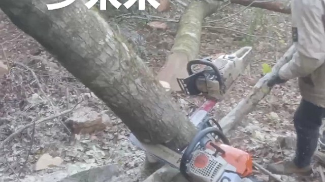 竟然夹住了两把油锯