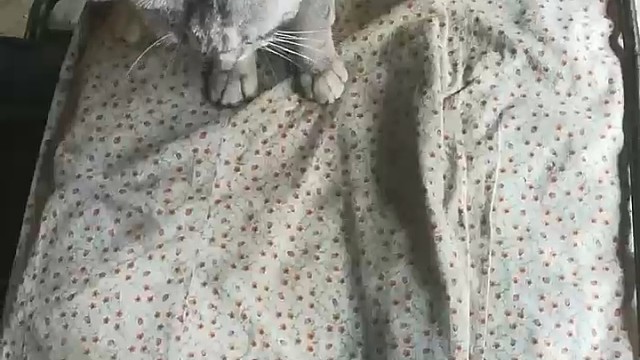 我和猫咪的日常，无障碍沟通，用绳子栓住，是防止坏人偷走。