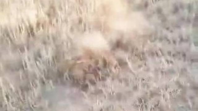 抓捕泼皮蛇，简直难以置信