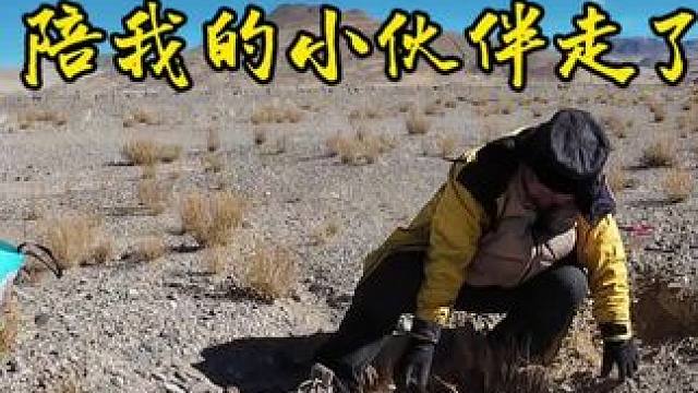 冬季骑行西藏阿里，跟随我一个月的小伙伴就这样在我怀里走了