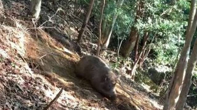 凶猛的大野猪落入了陷阱 #抖音看世界 #神奇动物在抖音 #国外合法拍摄 #奇妙的动物 #野生动物零距