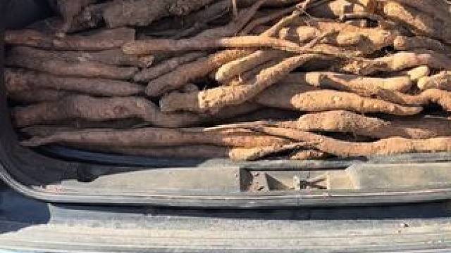 为客户供应野生山药！
#上热搜 #创作人计划 #强烈推荐 #野生山药