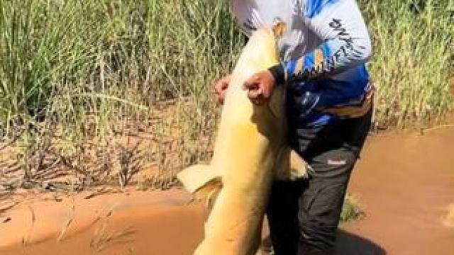 老哥钓到了一条大鲶鱼 #抖音看世界 #神奇动物在抖音 #国外视频分享 #好大一条鱼 #钓鱼的乐趣只有