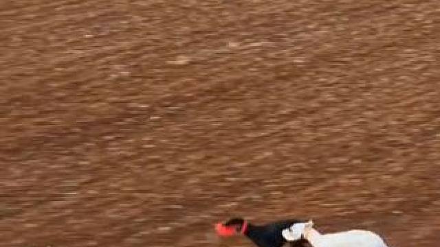 猎狗追逐野兔 #抖音看世界 #神奇动物在抖音 #国外视频分享 #奇妙的动物 #宠物