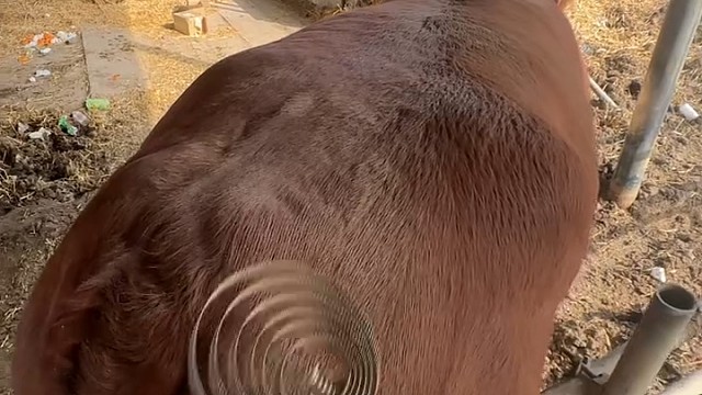 不会说话，但能听懂说话[赞]