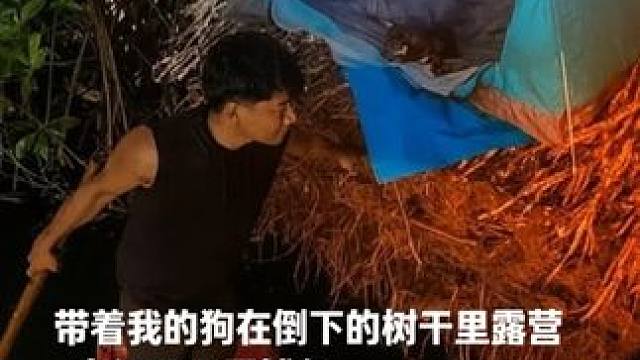 带着我的狗在倒下的树干里露营  在河里用网捕鱼 #野外露营 #野外生存 #启发搜索激励计划 #解压助