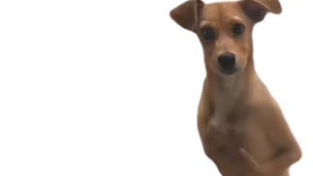 蒙多现场教学 #金铲铲之战 #金铲铲公开赛 #狗狗跳舞