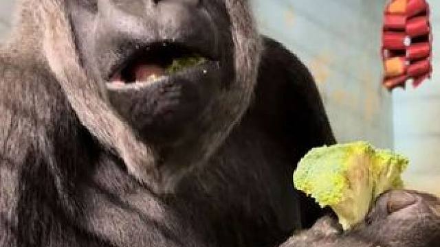 银背大猩猩吃西兰花 #抖音看世界 #神奇动物在抖音 #国外视频分享 #奇妙的动物 #野生动物保护